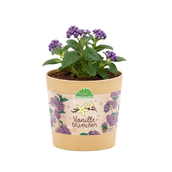 Die Stadtgärtner - Vanilleblume aus dem Becher - Anzuchtset