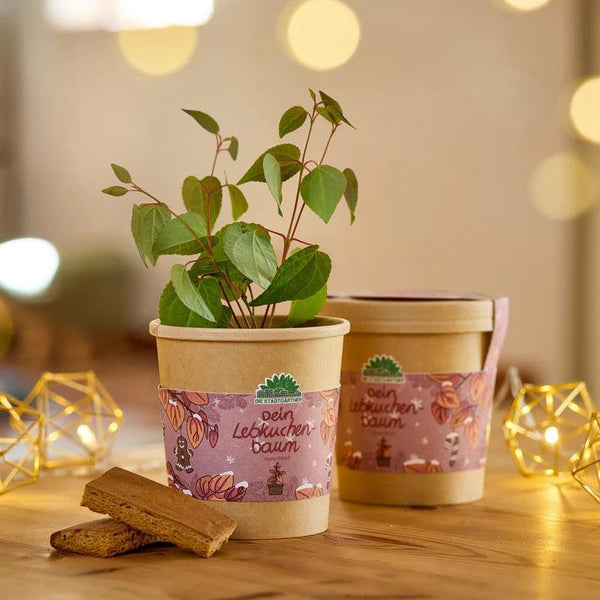 Die Stadtgärtner - Lebkuchenbaum aus dem Becher - Anzuchtset - Makimo - Smart Kids